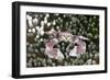 Porcelain Crab in a Sea Anemone (Neopetrolisthes Maculatus), Alam Batu, Bali, Indonesia-Reinhard Dirscherl-Framed Photographic Print