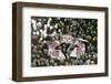 Porcelain Crab in a Sea Anemone (Neopetrolisthes Maculatus), Alam Batu, Bali, Indonesia-Reinhard Dirscherl-Framed Photographic Print