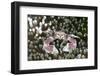 Porcelain Crab in a Sea Anemone (Neopetrolisthes Maculatus), Alam Batu, Bali, Indonesia-Reinhard Dirscherl-Framed Photographic Print