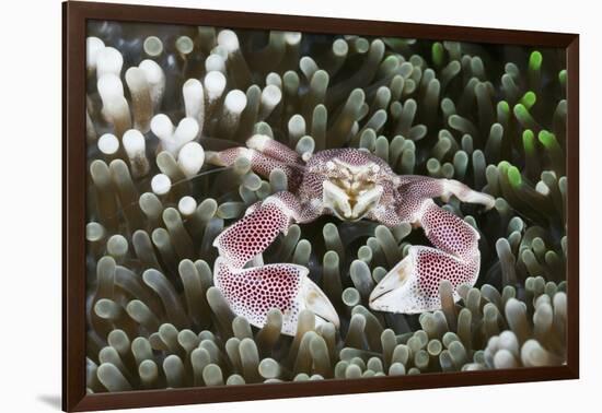 Porcelain Crab in a Sea Anemone (Neopetrolisthes Maculatus), Alam Batu, Bali, Indonesia-Reinhard Dirscherl-Framed Photographic Print