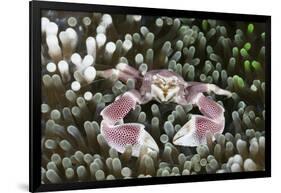 Porcelain Crab in a Sea Anemone (Neopetrolisthes Maculatus), Alam Batu, Bali, Indonesia-Reinhard Dirscherl-Framed Photographic Print