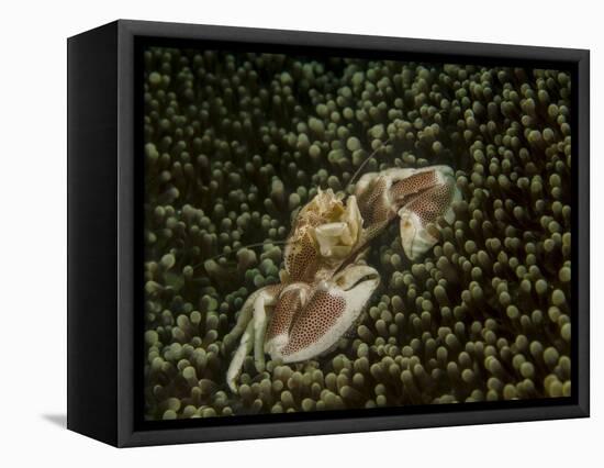 Porcelain Crab in Anemone, Lembeh Strait, Indonesia-Stocktrek Images-Framed Stretched Canvas