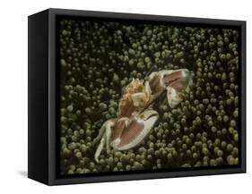 Porcelain Crab in Anemone, Lembeh Strait, Indonesia-Stocktrek Images-Framed Stretched Canvas