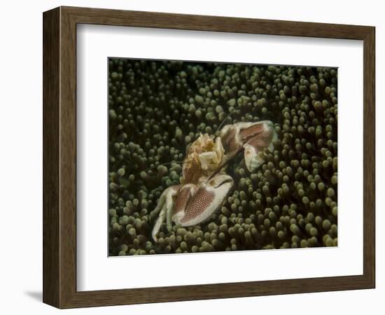 Porcelain Crab in Anemone, Lembeh Strait, Indonesia-Stocktrek Images-Framed Photographic Print