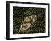 Porcelain Crab in Anemone, Lembeh Strait, Indonesia-Stocktrek Images-Framed Photographic Print