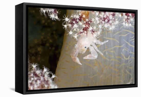 Porcelain Crab (Porcellanella Triloba) on a Soft Coral, Raja Ampat, West Papua, Indonesia-Reinhard Dirscherl-Framed Stretched Canvas