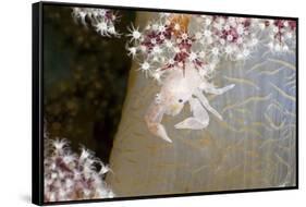 Porcelain Crab (Porcellanella Triloba) on a Soft Coral, Raja Ampat, West Papua, Indonesia-Reinhard Dirscherl-Framed Stretched Canvas