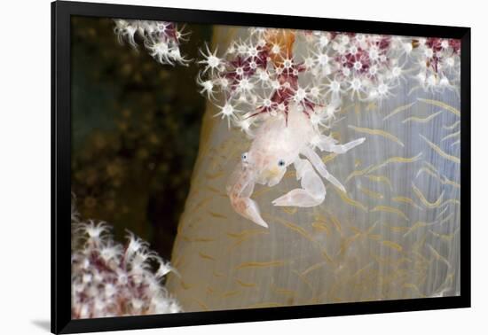 Porcelain Crab (Porcellanella Triloba) on a Soft Coral, Raja Ampat, West Papua, Indonesia-Reinhard Dirscherl-Framed Photographic Print