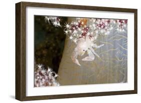 Porcelain Crab (Porcellanella Triloba) on a Soft Coral, Raja Ampat, West Papua, Indonesia-Reinhard Dirscherl-Framed Photographic Print