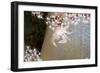 Porcelain Crab (Porcellanella Triloba) on a Soft Coral, Raja Ampat, West Papua, Indonesia-Reinhard Dirscherl-Framed Photographic Print