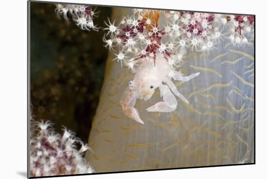 Porcelain Crab (Porcellanella Triloba) on a Soft Coral, Raja Ampat, West Papua, Indonesia-Reinhard Dirscherl-Mounted Photographic Print