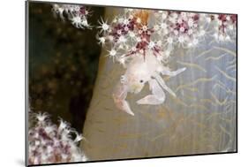 Porcelain Crab (Porcellanella Triloba) on a Soft Coral, Raja Ampat, West Papua, Indonesia-Reinhard Dirscherl-Mounted Photographic Print