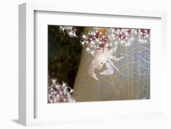 Porcelain Crab (Porcellanella Triloba) on a Soft Coral, Raja Ampat, West Papua, Indonesia-Reinhard Dirscherl-Framed Photographic Print