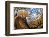 Porcelain fungus growing on fallen beech tree, Peak District, UK-Alex Hyde-Framed Photographic Print