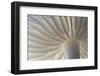 Porcelain Fungus (Oudemansiella Mucida) Gills. Peak District National Park, Derbyshire, UK. October-Alex Hyde-Framed Photographic Print