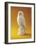 Porcelain Owl-null-Framed Giclee Print