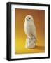 Porcelain Owl-null-Framed Giclee Print