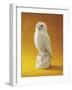 Porcelain Owl-null-Framed Giclee Print