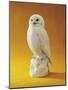 Porcelain Owl-null-Mounted Giclee Print