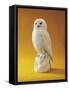 Porcelain Owl-null-Framed Stretched Canvas