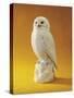 Porcelain Owl-null-Stretched Canvas