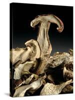 Porcini Mushrooms 'Golgotha', 1994-Norman Hollands-Stretched Canvas