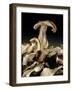 Porcini Mushrooms 'Golgotha', 1994-Norman Hollands-Framed Photographic Print