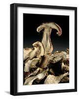 Porcini Mushrooms 'Golgotha', 1994-Norman Hollands-Framed Photographic Print