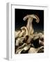 Porcini Mushrooms 'Golgotha', 1994-Norman Hollands-Framed Photographic Print