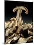 Porcini Mushrooms 'Golgotha', 1994-Norman Hollands-Mounted Photographic Print