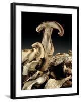 Porcini Mushrooms 'Golgotha', 1994-Norman Hollands-Framed Photographic Print