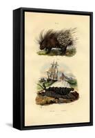 Porcupine, 1833-39-null-Framed Stretched Canvas