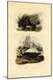 Porcupine, 1833-39-null-Mounted Giclee Print