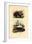 Porcupine, 1833-39-null-Framed Giclee Print