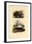 Porcupine, 1833-39-null-Framed Giclee Print