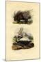 Porcupine, 1833-39-null-Mounted Giclee Print