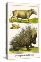 Porcupine and Babirussa-Albertus Seba-Stretched Canvas