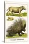 Porcupine and Babirussa-Albertus Seba-Stretched Canvas