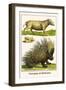 Porcupine and Babirussa-Albertus Seba-Framed Art Print