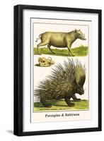 Porcupine and Babirussa-Albertus Seba-Framed Art Print