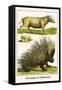 Porcupine and Babirussa-Albertus Seba-Framed Stretched Canvas