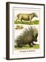 Porcupine and Babirussa-Albertus Seba-Framed Art Print