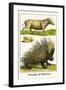 Porcupine and Babirussa-Albertus Seba-Framed Art Print