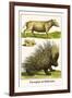 Porcupine and Babirussa-Albertus Seba-Framed Art Print