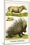 Porcupine and Babirussa-Albertus Seba-Mounted Art Print