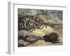 Porcupine and Snakes-null-Framed Art Print