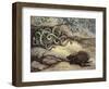 Porcupine and Snakes-null-Framed Art Print