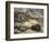 Porcupine and Snakes-null-Framed Art Print