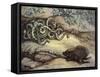 Porcupine and Snakes-null-Framed Stretched Canvas