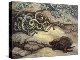 Porcupine and Snakes-null-Stretched Canvas